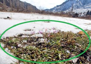 Kardelenler açtı, bahar yaklaştı