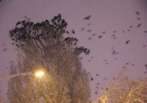 Kar kimine çile, kimine eğlence