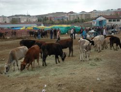 Kurban pazarları canlandı