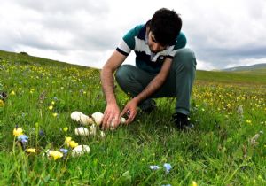 Narman'da mantar sezonu