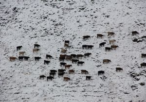 Palandöken'de beyaz buluşma