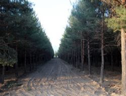 ATAÜNİ'de orman seferberliği